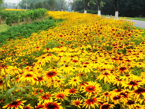 金鸡菊花海.jpg