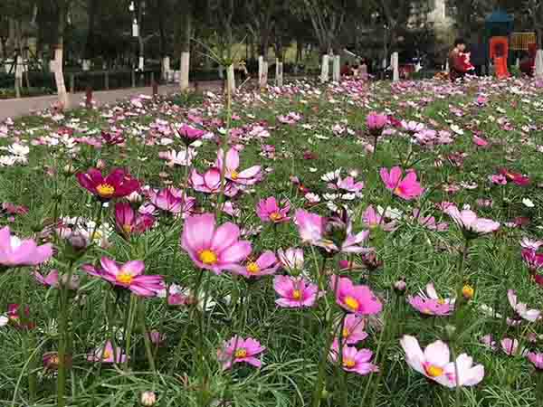 波斯菊（格桑花)2混色.jpg